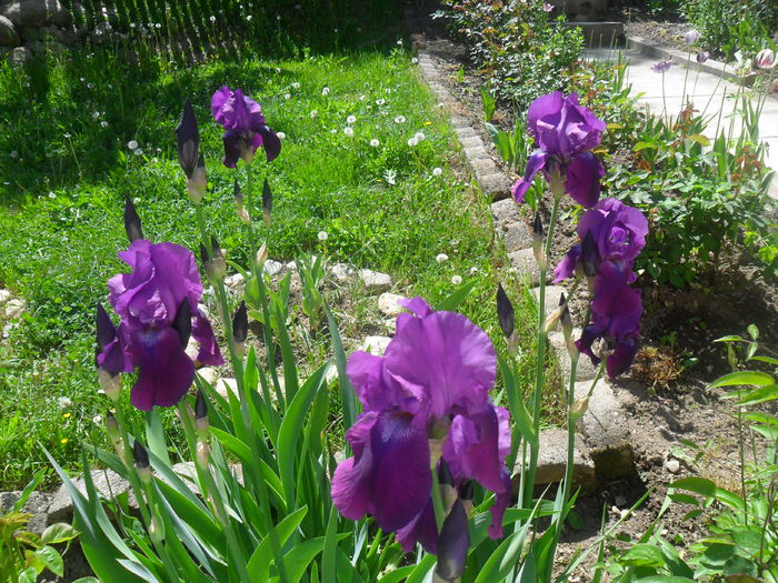 iris mov - diverse - flori de gradina 2013