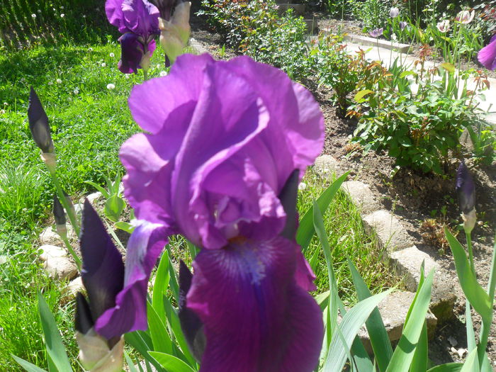 iris mov - diverse - flori de gradina 2013