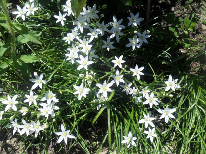 stelute - diverse - flori de gradina 2013