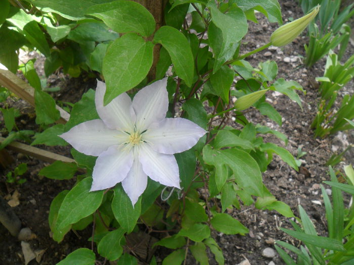 sora ei , dar mai simpla - clematite 2013