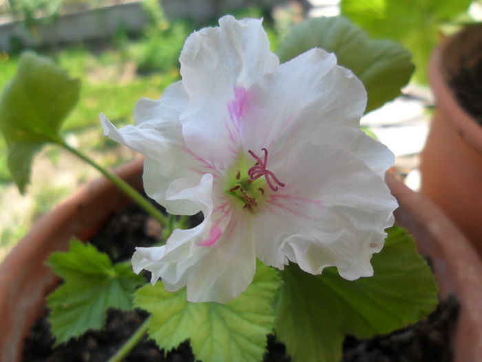 muscata frantuzeasca