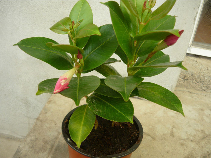 dipladenia