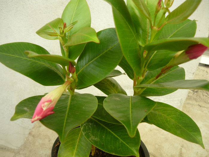 sau iasomia braziliana