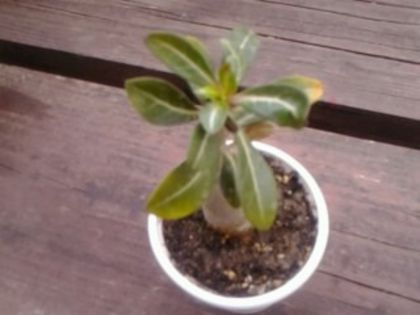 Double color - Adenium