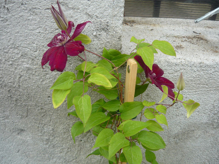 a inflorit primul - clematis 2013-2014-2017