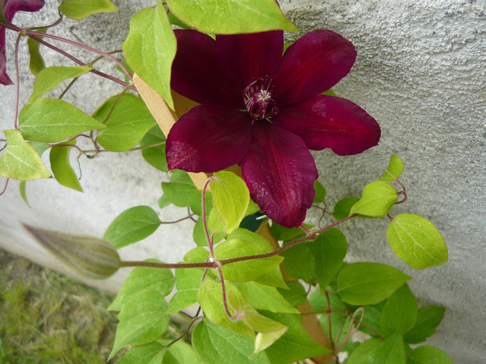 Picture 014 - clematis 2013-2014-2017