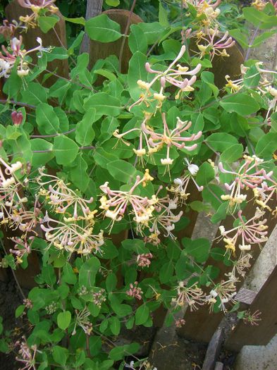 Lonicera