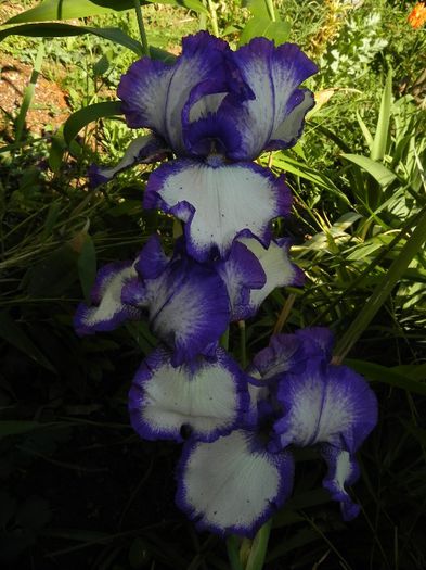Iris Elsedina