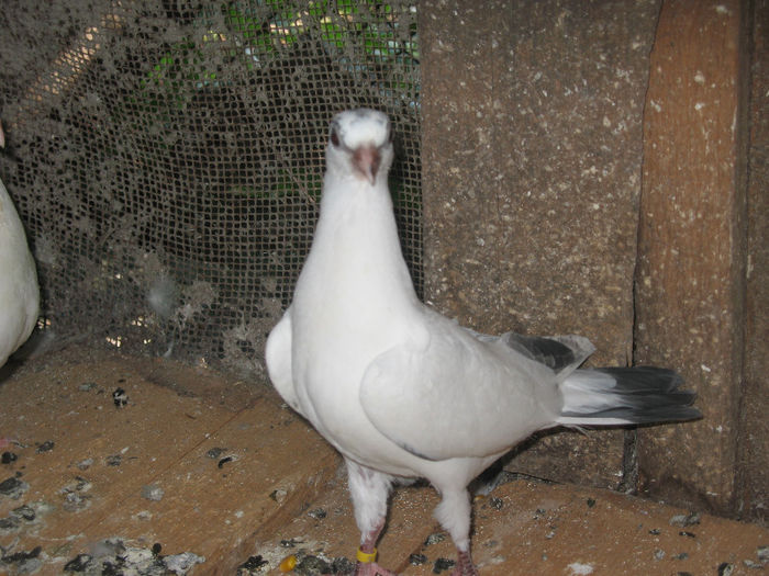 fiica Paki 0525 2013 (1)