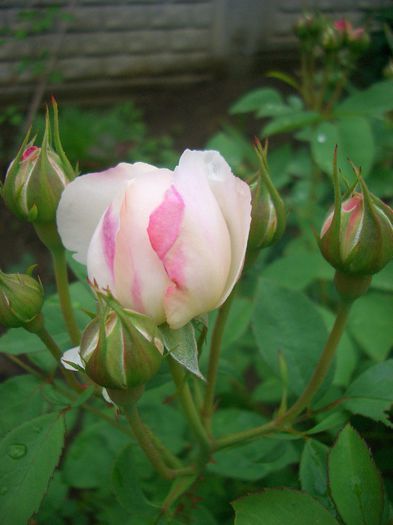 Winchester Cathedral • AUScat • White Mary Rose • Winchester - Shrub. English Rose Collection - trandafiri 2013 - part I