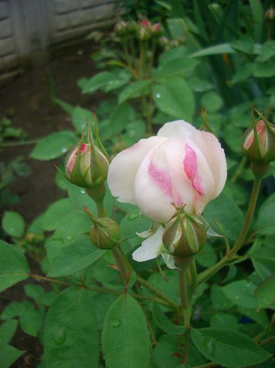 CIMG7122