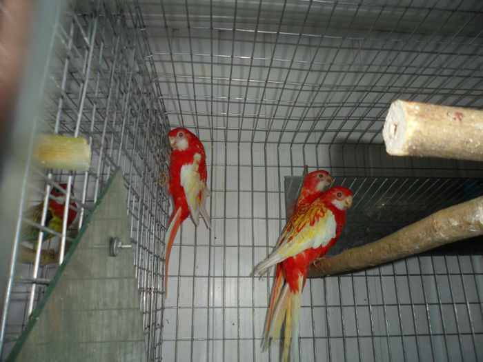 rosella rubino - papagalii mei