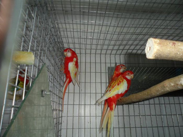 rosella rubino