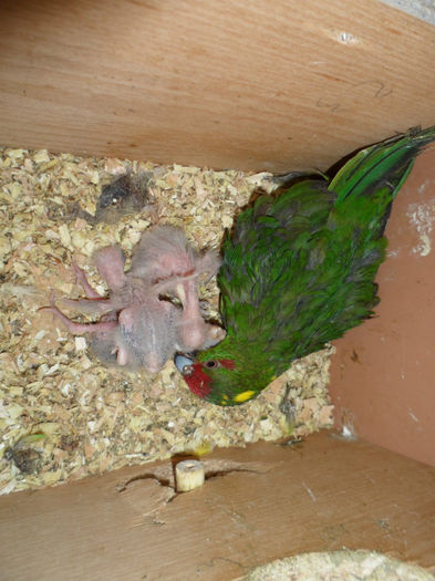 mamica kakariki verde - papagalii mei