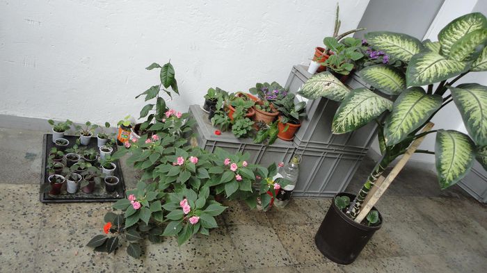 coltul verde de la servici