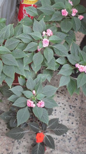 sporul casei roz batut si rosu pal