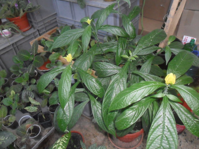 spic auriu -primii boboci