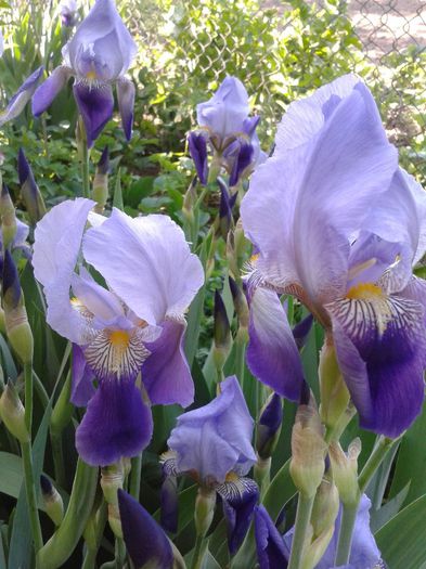 4 lei rizomul - Irisi de vanzare