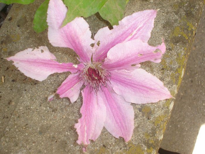 Dr.Ruppel - Clematis 2013