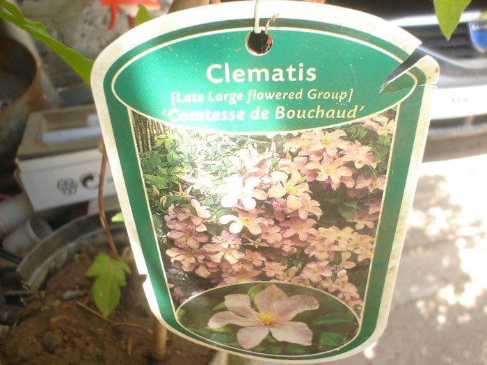 Comtesse de Bouchaud- - Clematis 2013