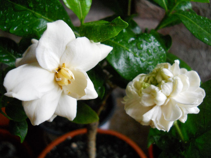 gardenia-grande duke, 2 parfumuri !