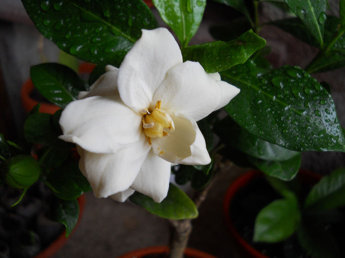 gardenia mica(alkat) - GARDENII SI JASMIN 2013