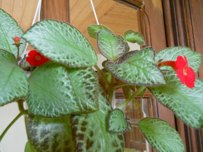 episcia... care din ele ? - Flori gradina2013 si alte flori