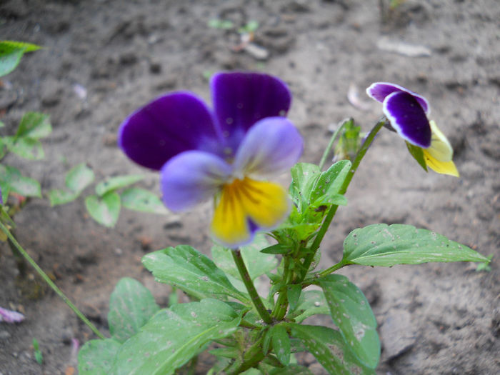 uitati ce am gasit in gradina! - Flori gradina2013 si alte flori