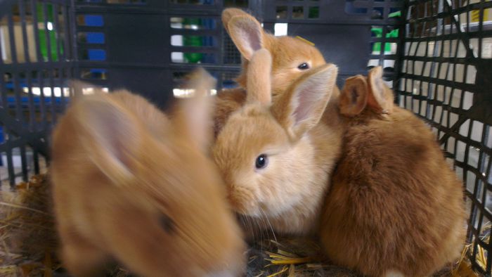 cuib Fem_3 din 16.04