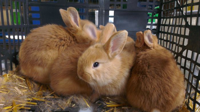 cuib Fem_3 din 16.04