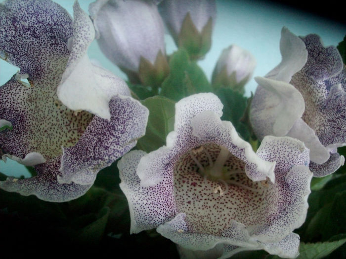 SANY3663 - Gloxinia-2013