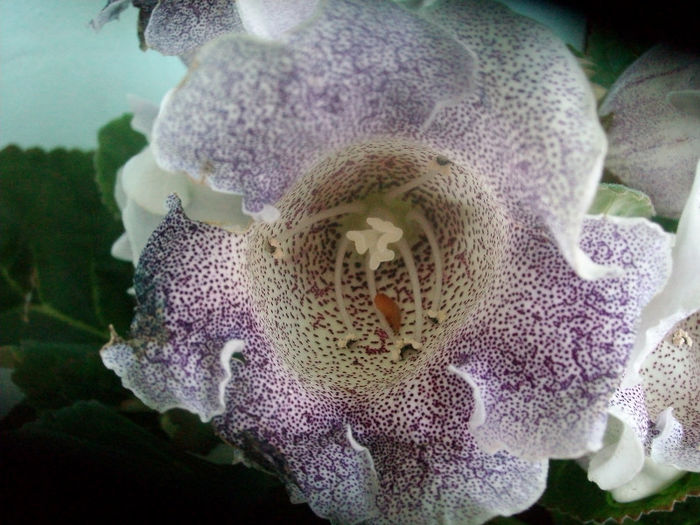 SANY3664 - Gloxinia-2013