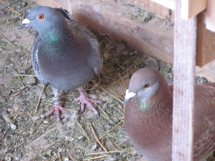 IMG_6404 - 2013 17  mai