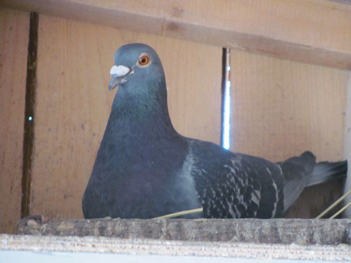 IMG_6418 - 2013 17  mai