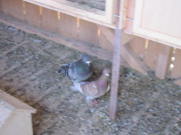 IMG_6447 - 2013 17  mai