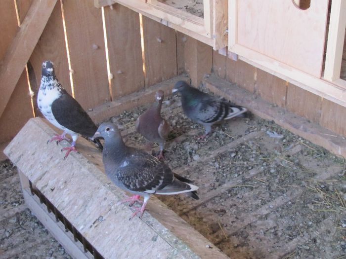 IMG_6448 - 2013 17  mai