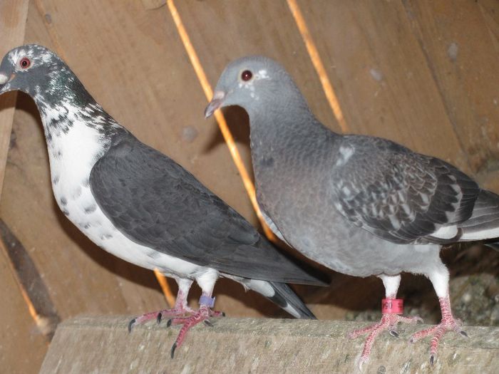 IMG_6449 - 2013 17  mai