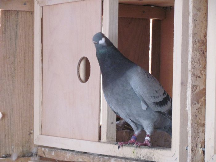 IMG_6450 - 2013 17  mai