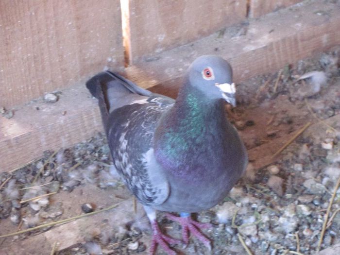 IMG_6454 - 2013 17  mai