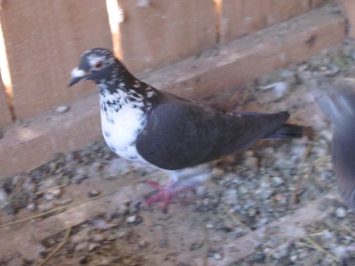 IMG_6455 - 2013 17  mai