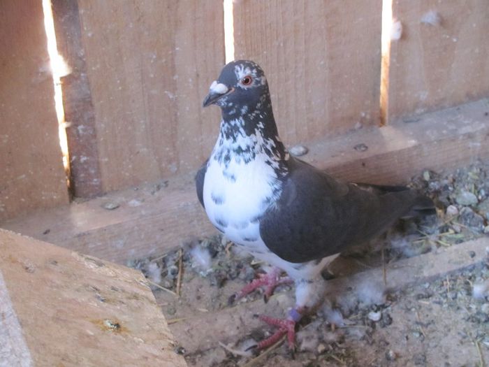 IMG_6456 - 2013 17  mai