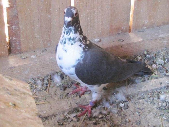 IMG_6457 - 2013 17  mai