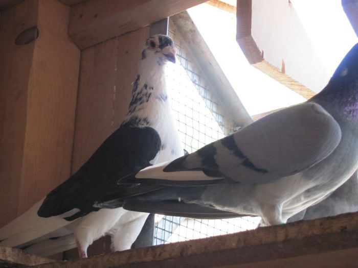 IMG_6458 - 2013 17  mai