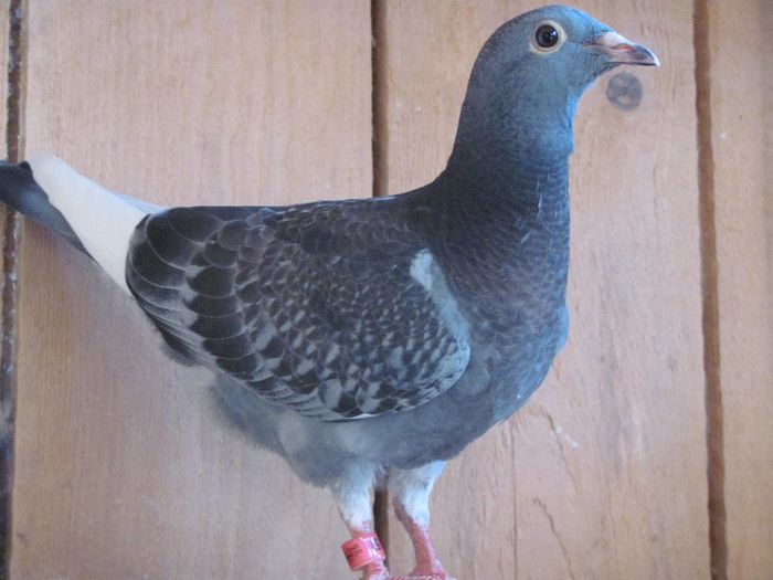 IMG_6459 - 2013 17  mai