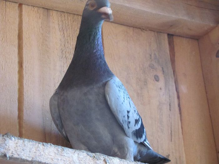 IMG_6462 - 2013 17  mai