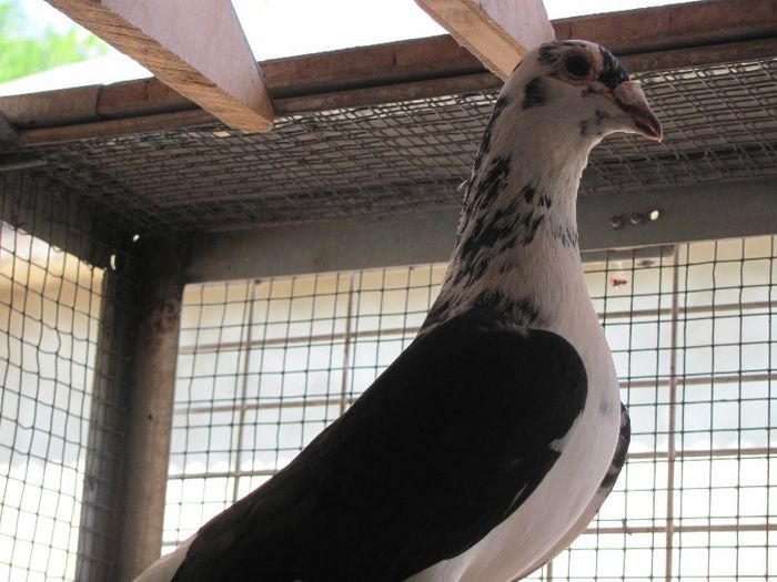 IMG_6463 - 2013 17  mai