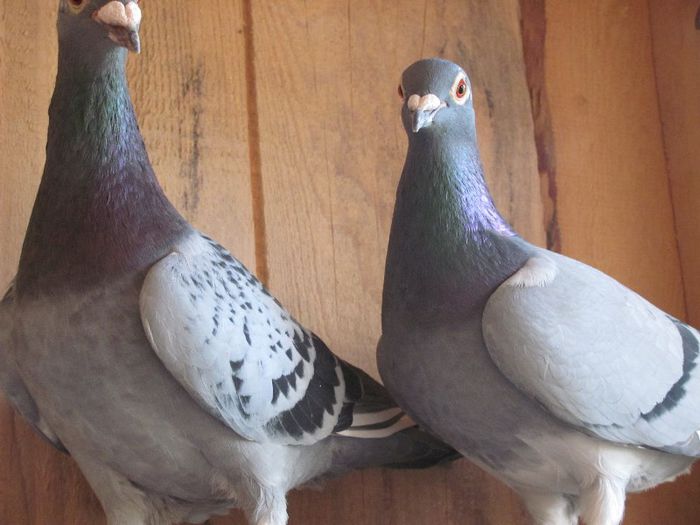 IMG_6464 - 2013 17  mai