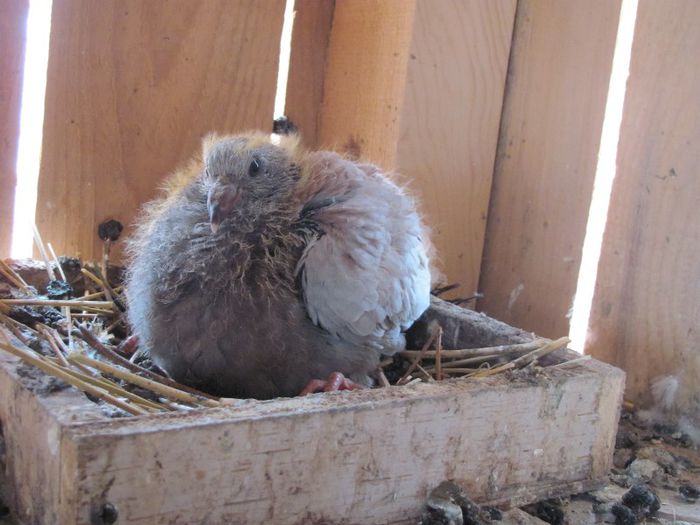 IMG_6468 - 2013 17  mai