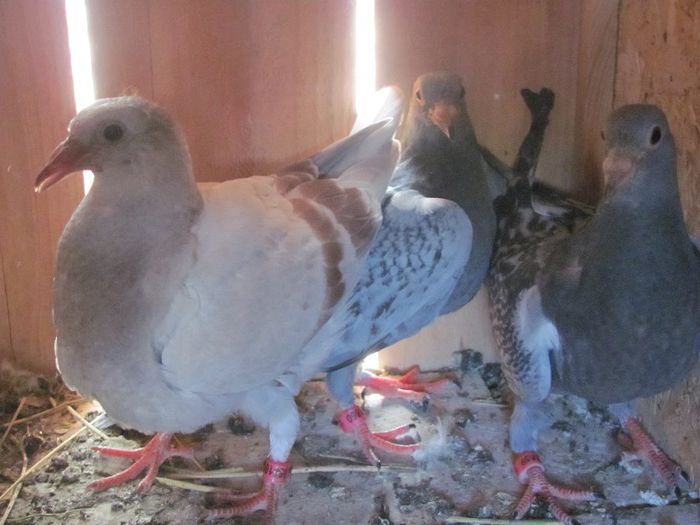 IMG_6469 - 2013 17  mai