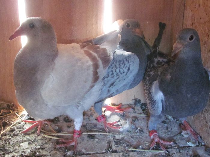 IMG_6470 - 2013 17  mai